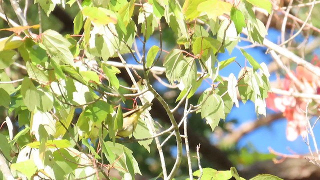 Nashville Warbler - ML625102141