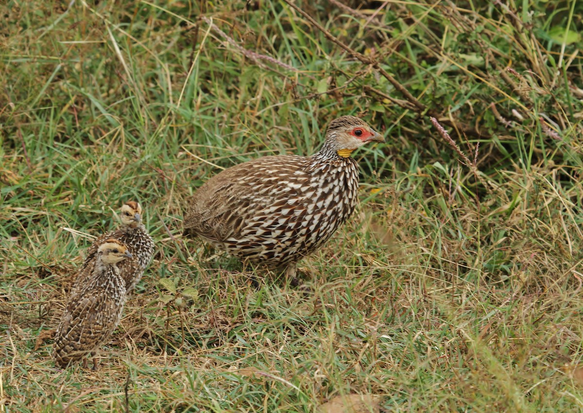 Yellow-necked Spurfowl - ML625102177