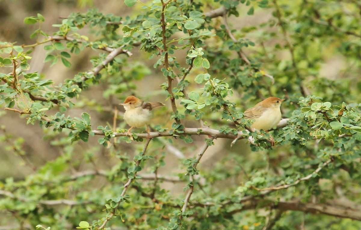 Singing Cisticola - ML625102185