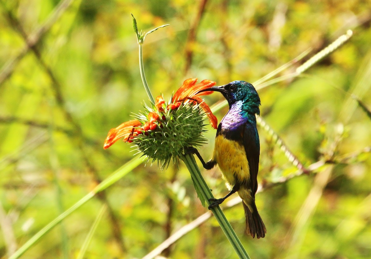 Variable Sunbird - ML625102195