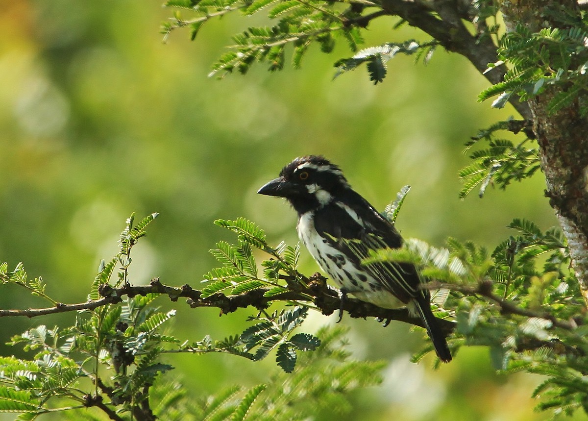 Spot-flanked Barbet - ML625102202