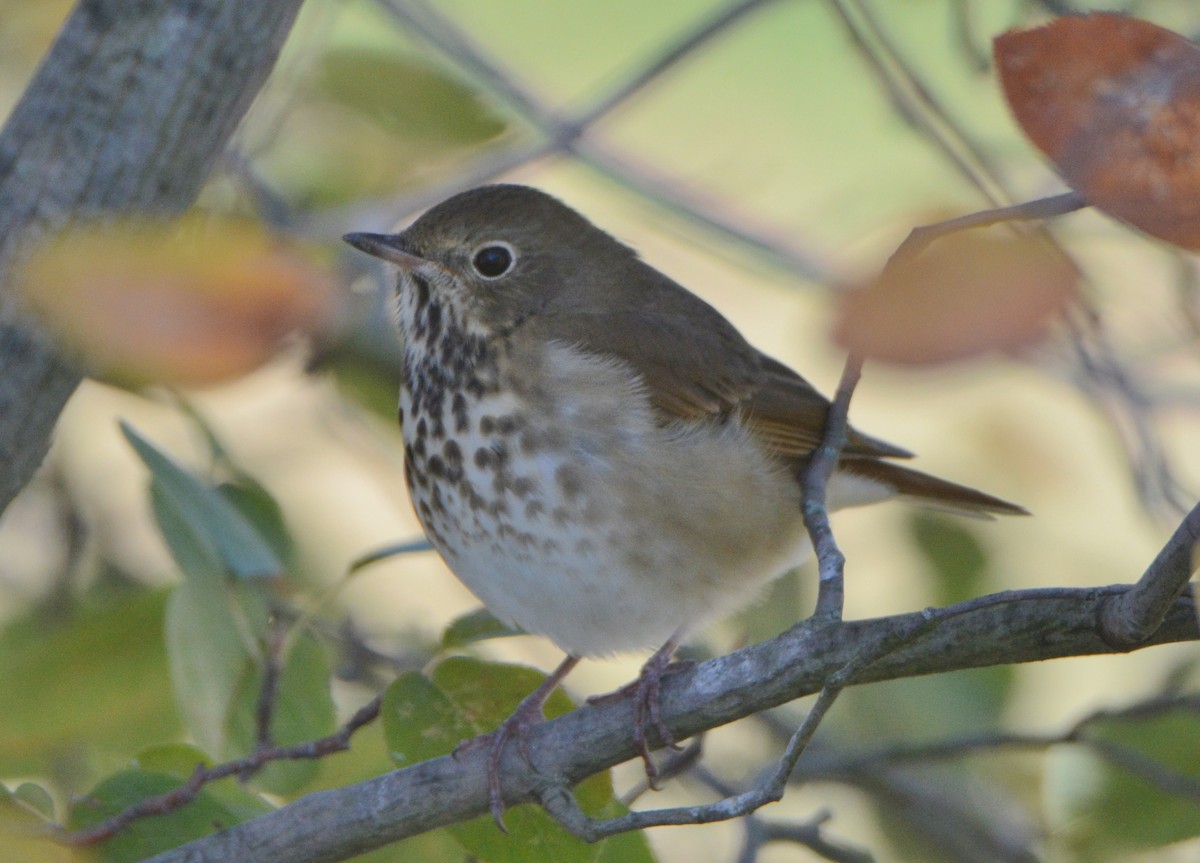 Hermit Thrush - ML625102209