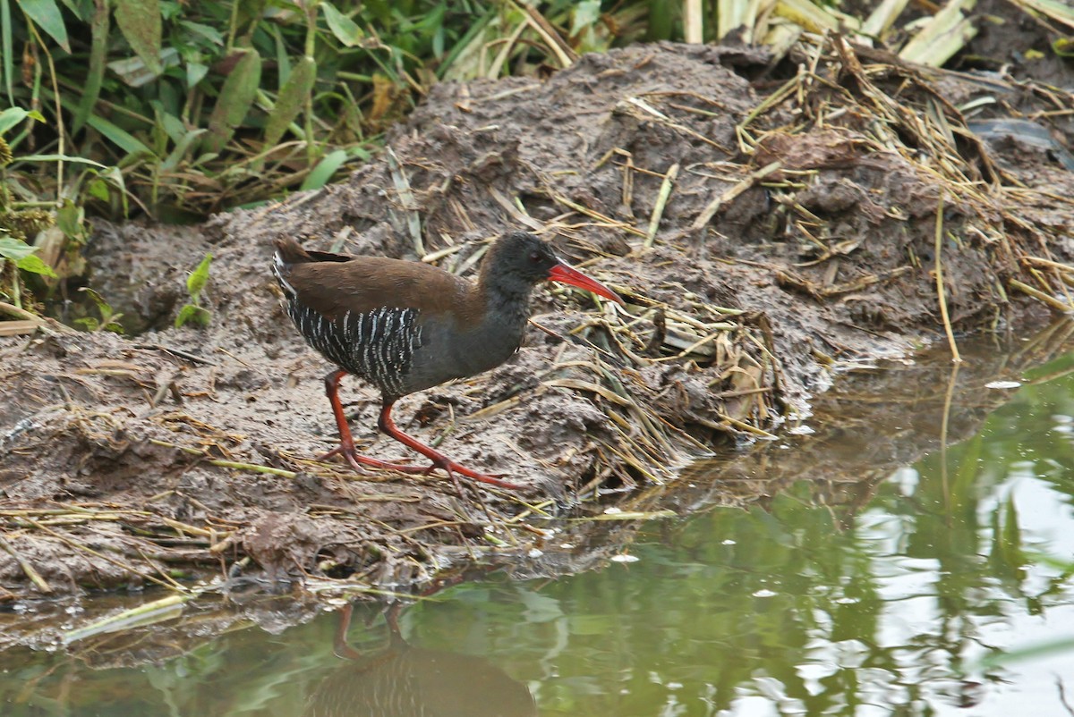 African Rail - ML625102212