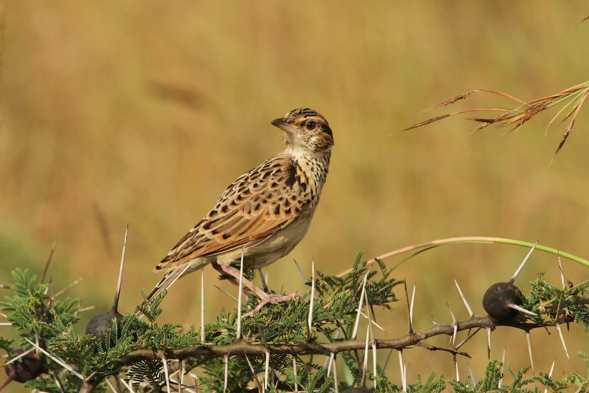 Rufous-naped Lark - ML625102221