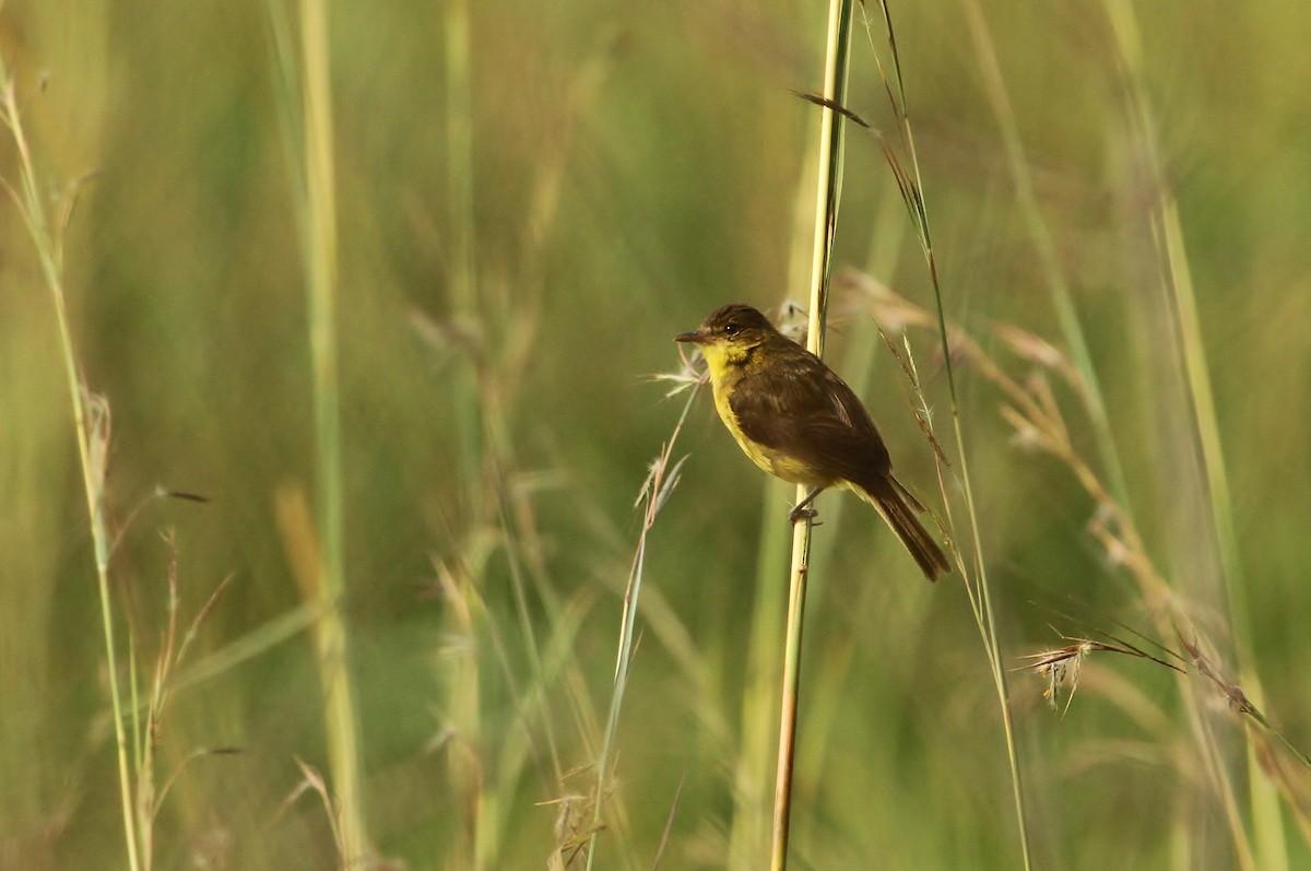 African Yellow-Warbler - ML625102226