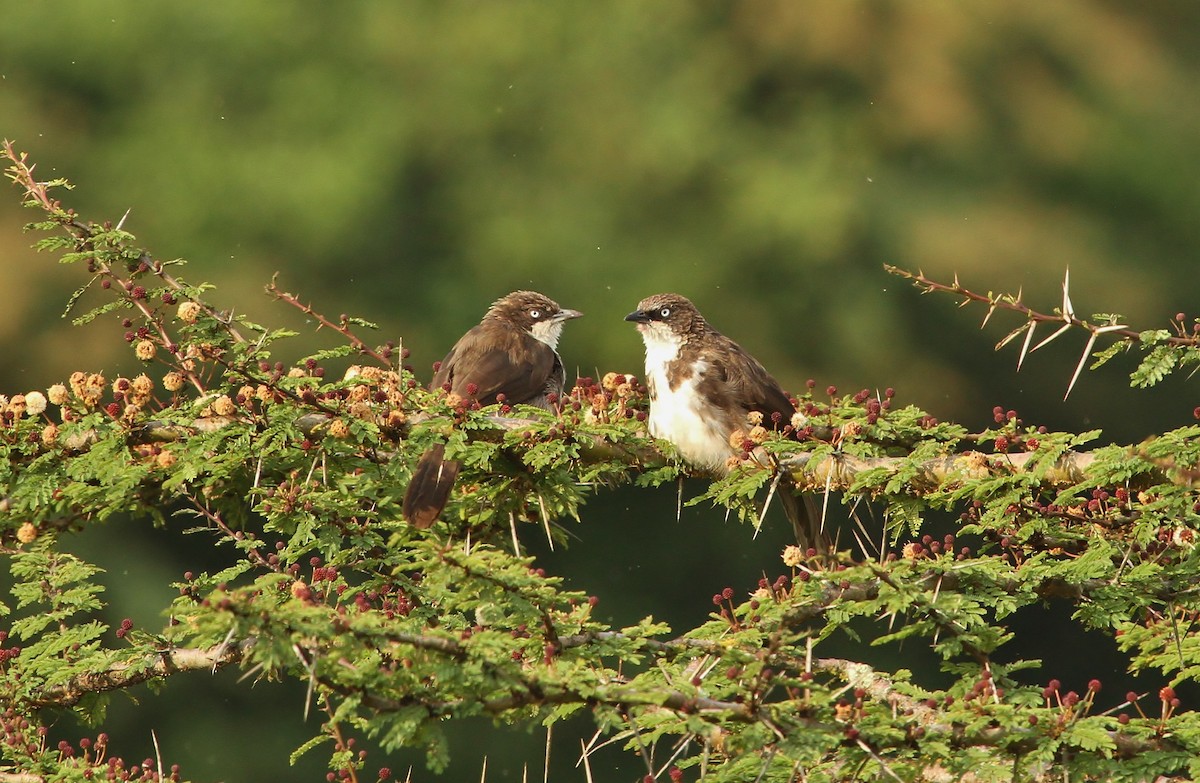 Northern Pied-Babbler - ML625102232