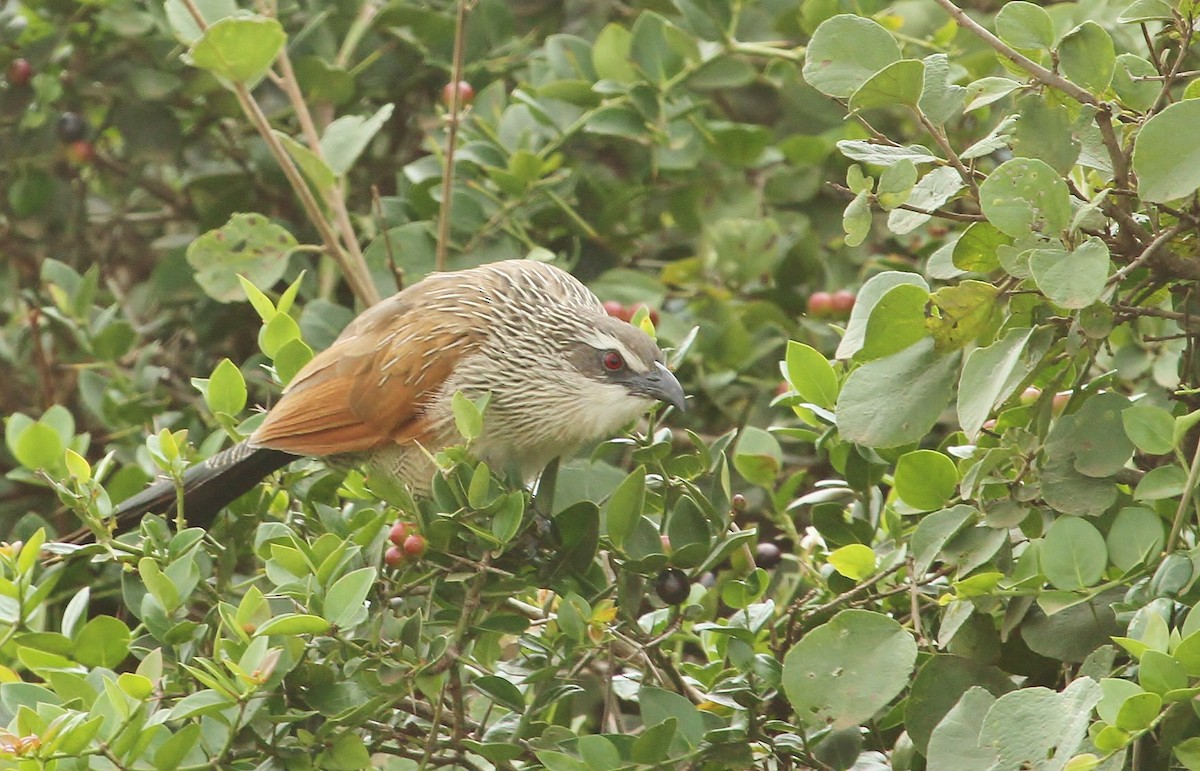 White-browed Coucal - ML625102241