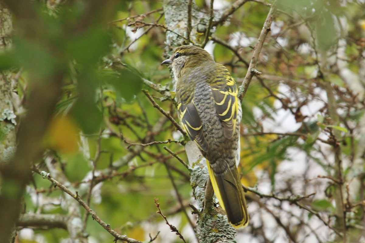 Black Cuckooshrike - ML625102253