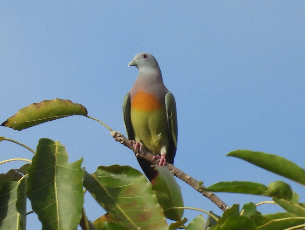 Pink-necked Green-Pigeon - ML625102447