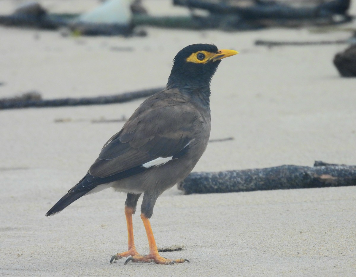 Common Myna - Pablo García (PGR)