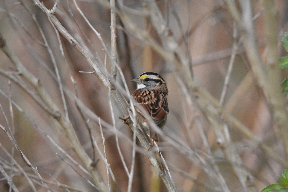 White-throated Sparrow - ML625102507