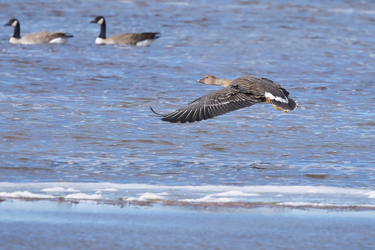 Oca granaiola della tundra - ML625102551