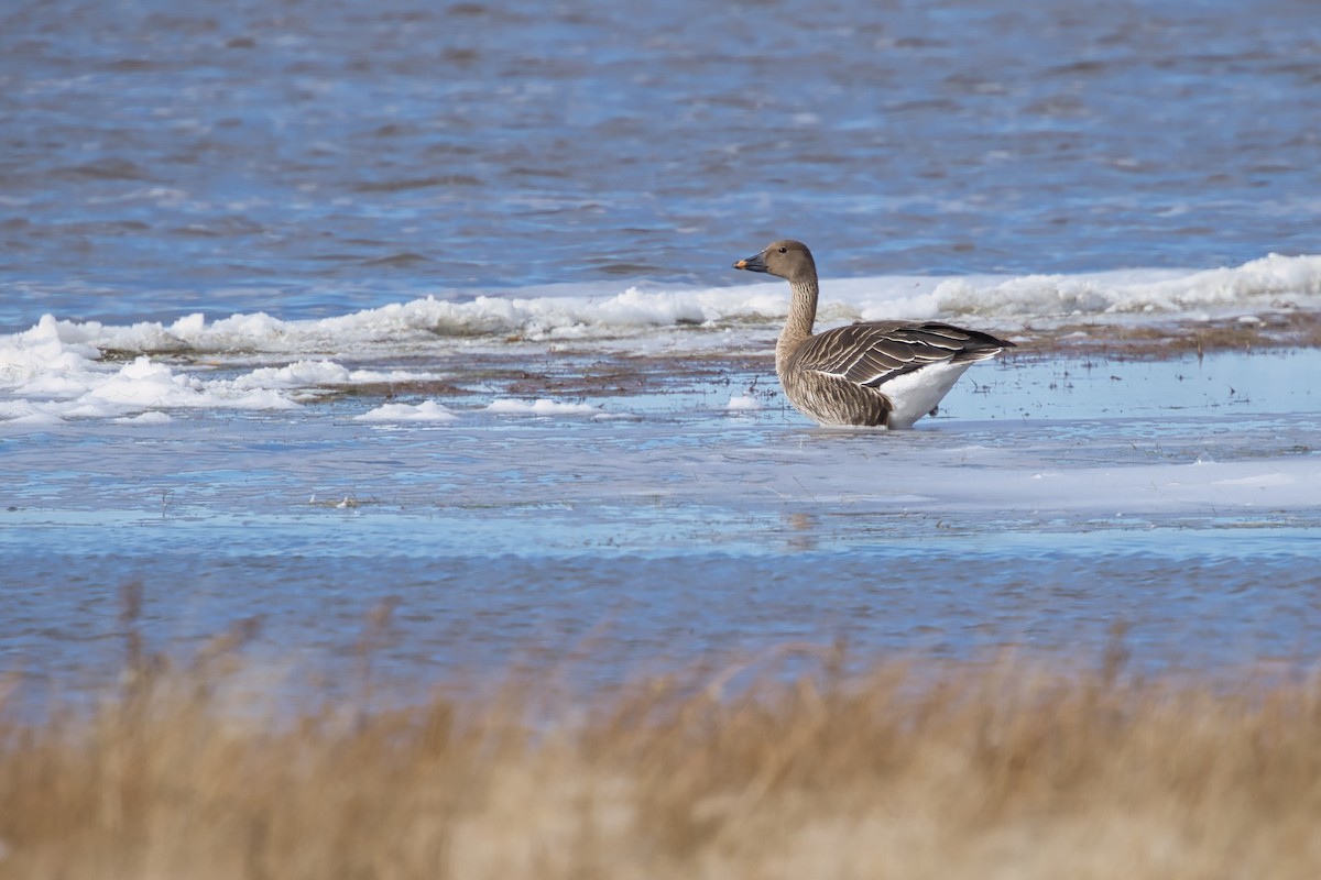 Oca granaiola della tundra - ML625102561