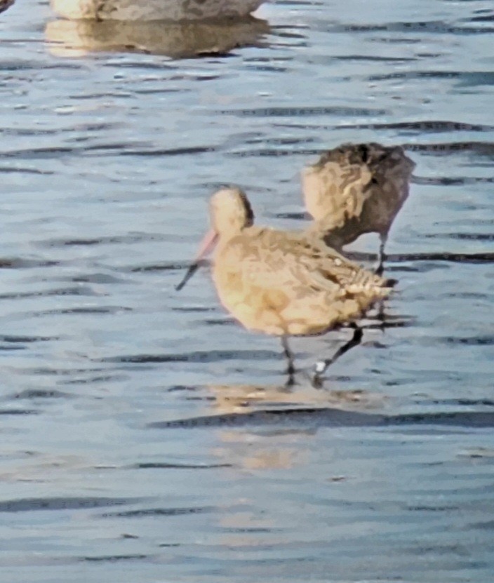 Marbled Godwit - ML625102633