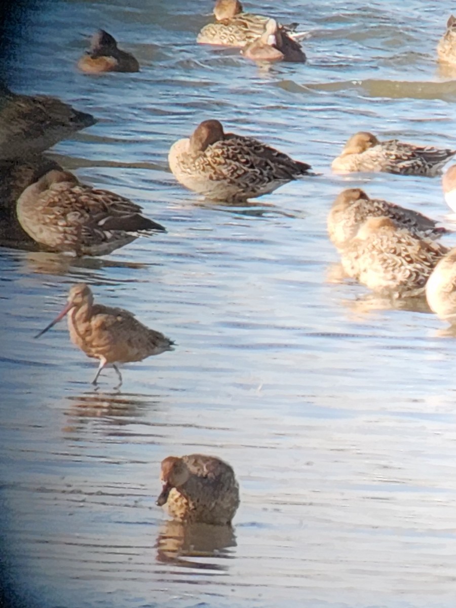 Marbled Godwit - ML625102634