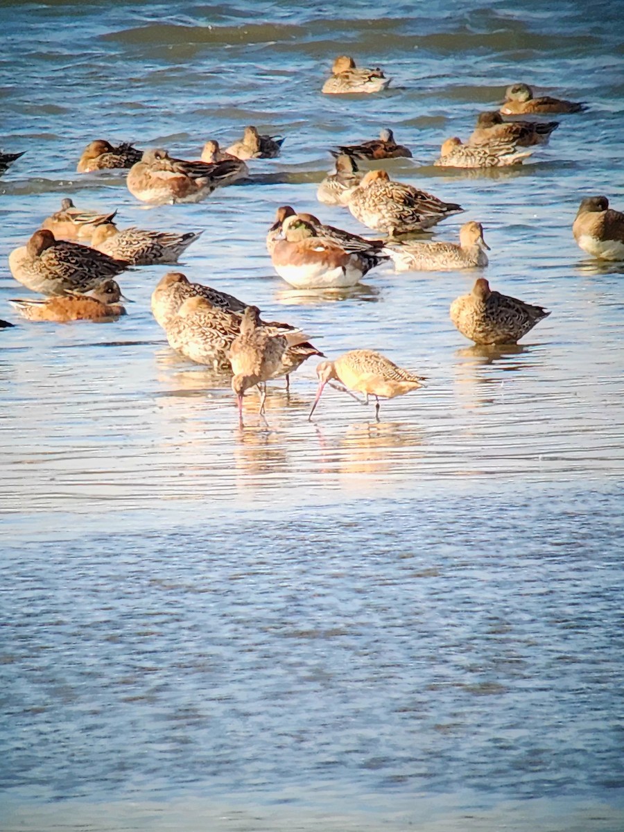 Marbled Godwit - ML625102635