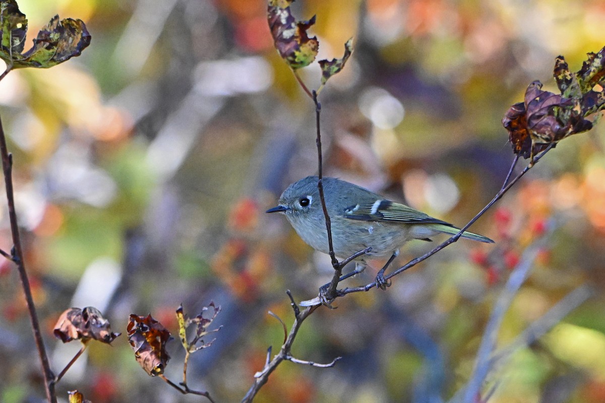 Ruby-crowned Kinglet - ML625102742