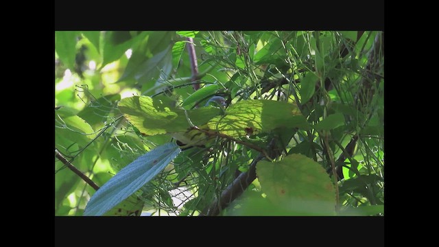 Magnolia Warbler - ML625102773