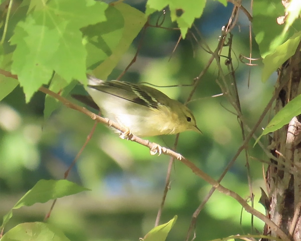 Blackpoll Warbler - ML625102780