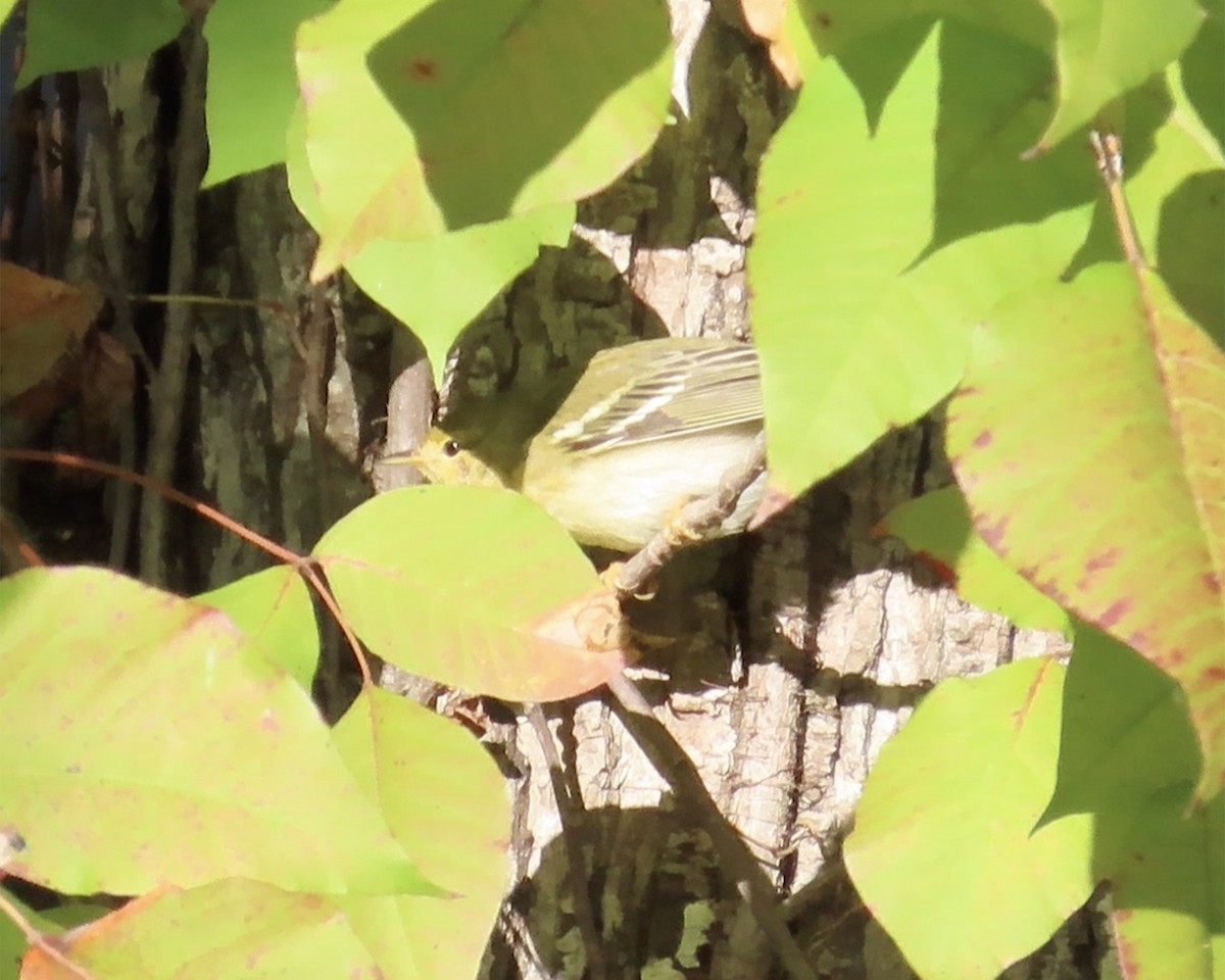 Blackpoll Warbler - ML625102782
