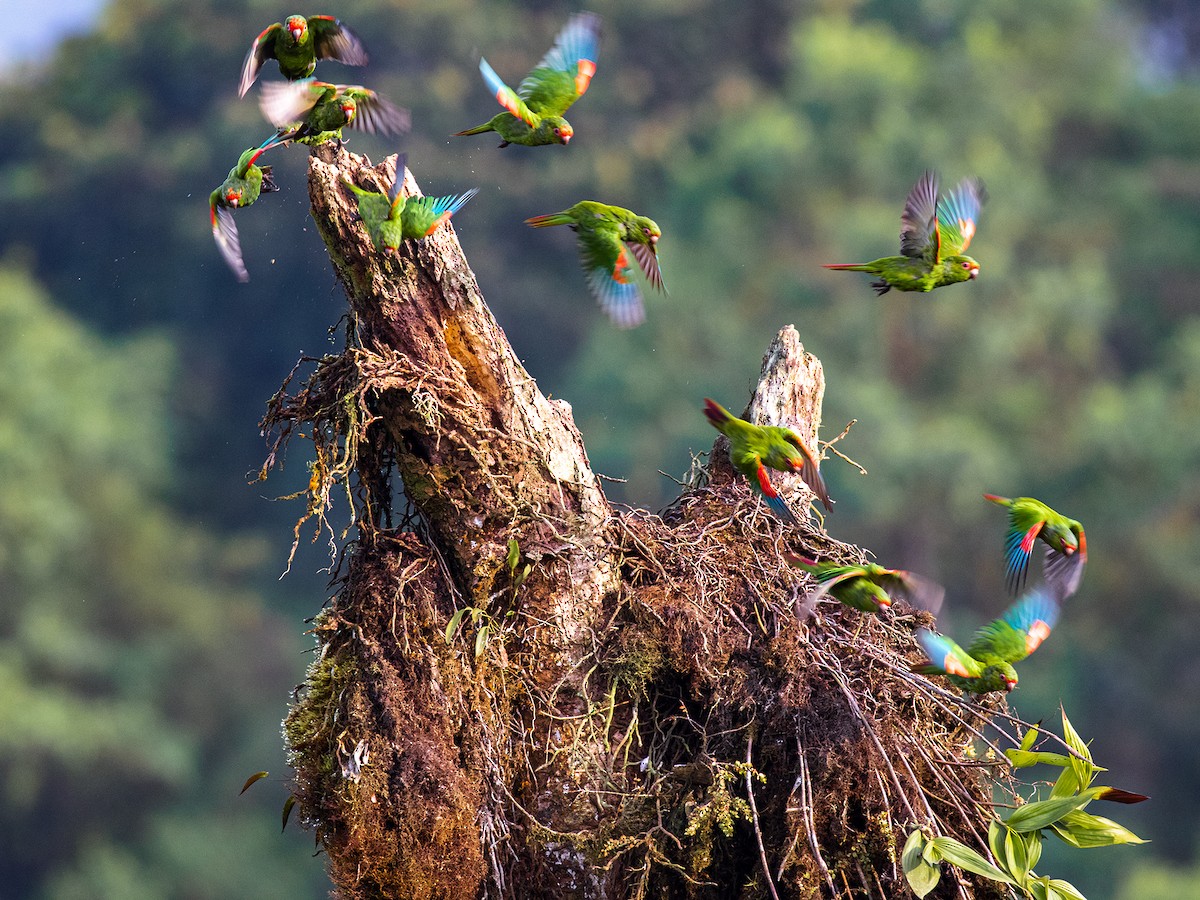 El Oro Parakeet - ML625102986