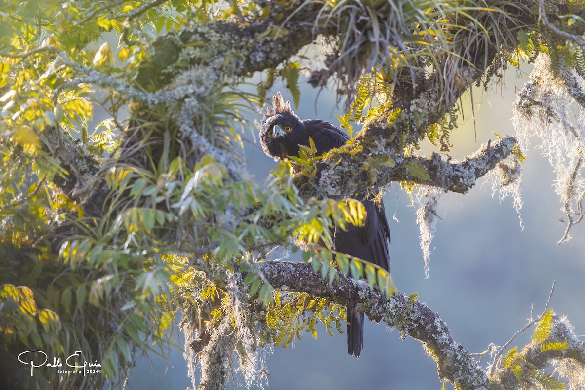 Black-and-chestnut Eagle - ML625103086