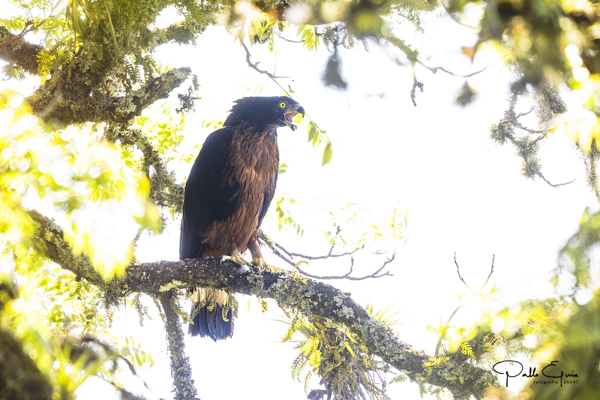 Black-and-chestnut Eagle - ML625103087