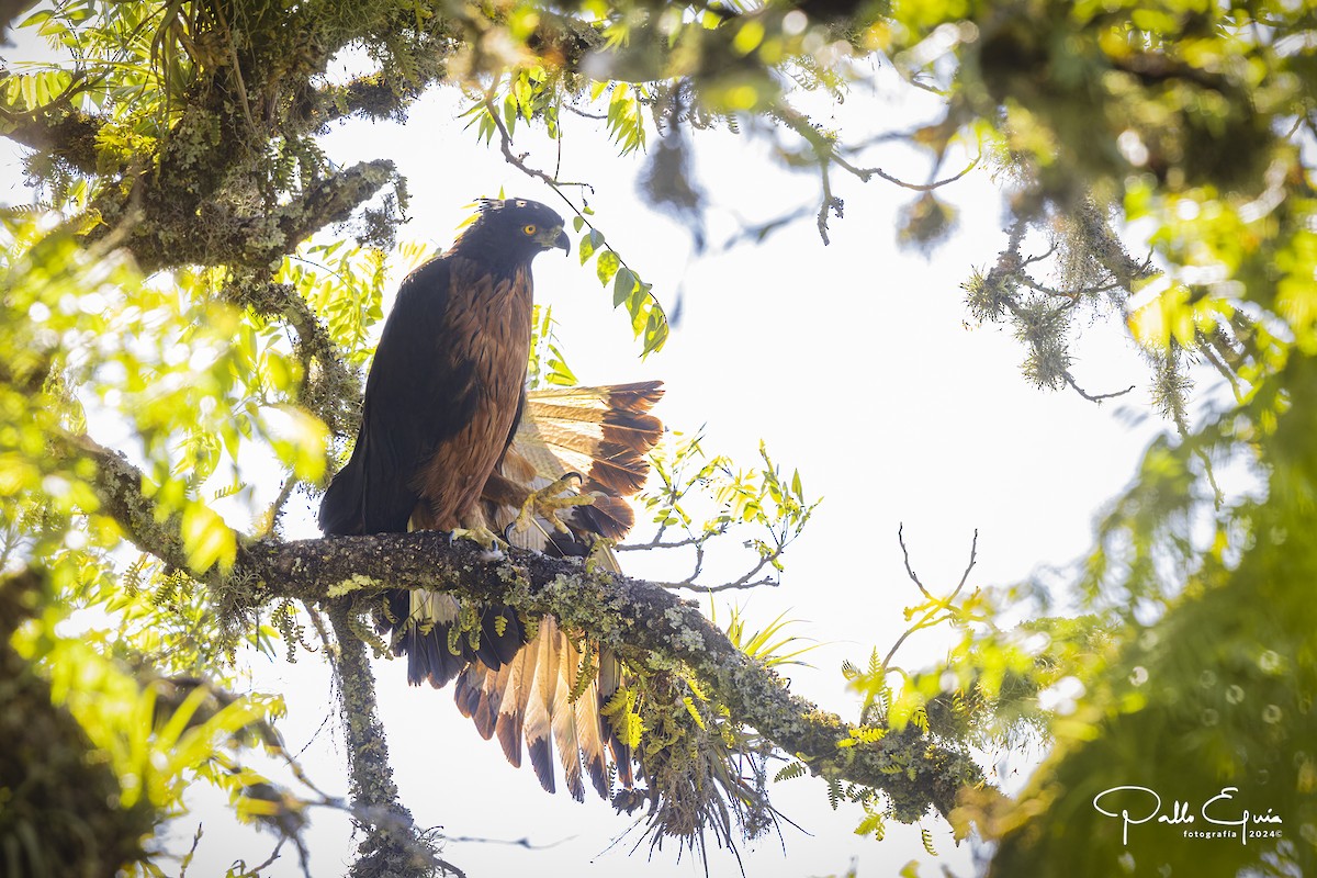 Black-and-chestnut Eagle - ML625103088