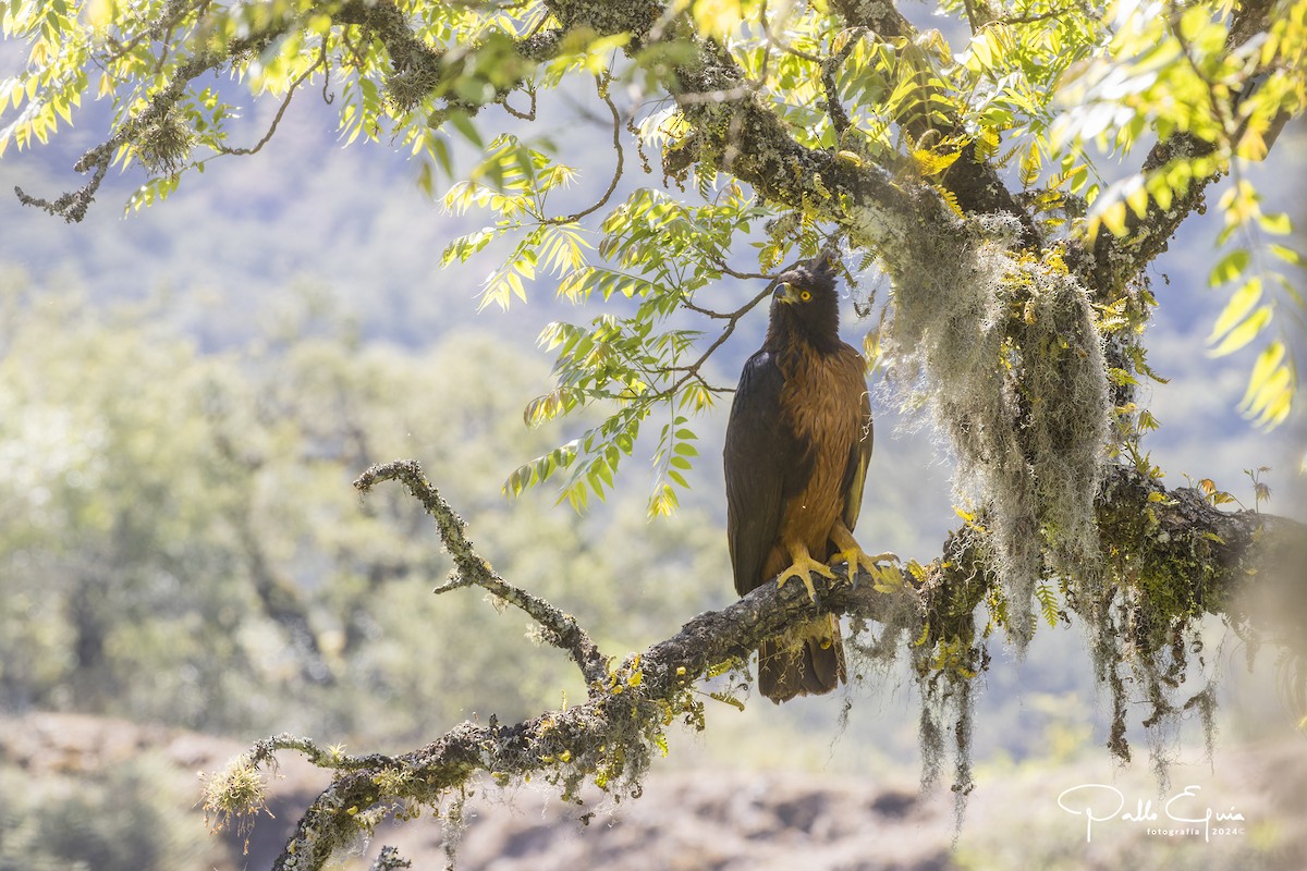 Black-and-chestnut Eagle - ML625103089