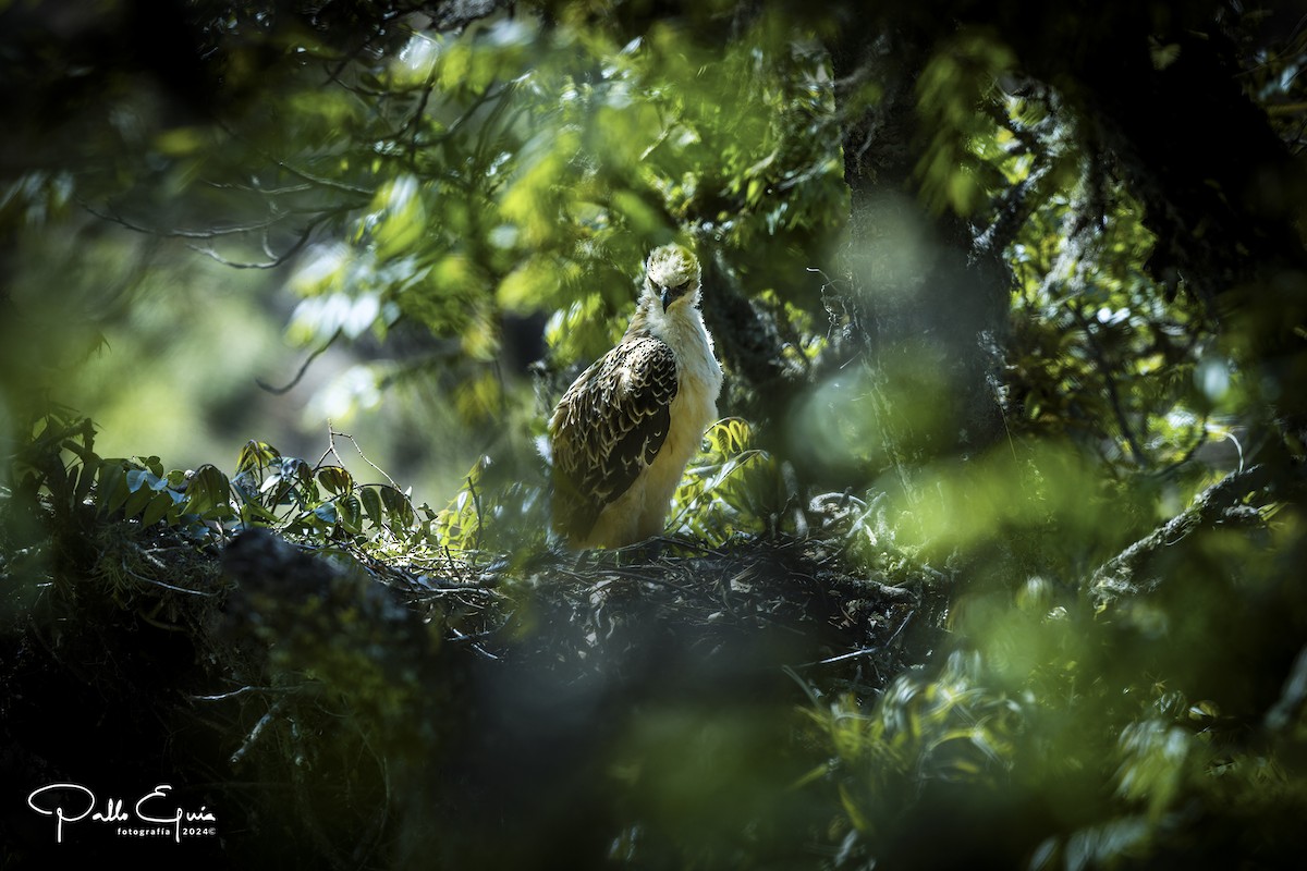 Black-and-chestnut Eagle - ML625103106