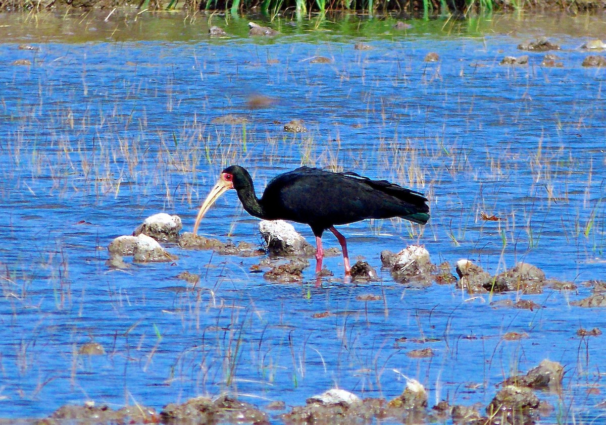 Bare-faced Ibis - ML625103191