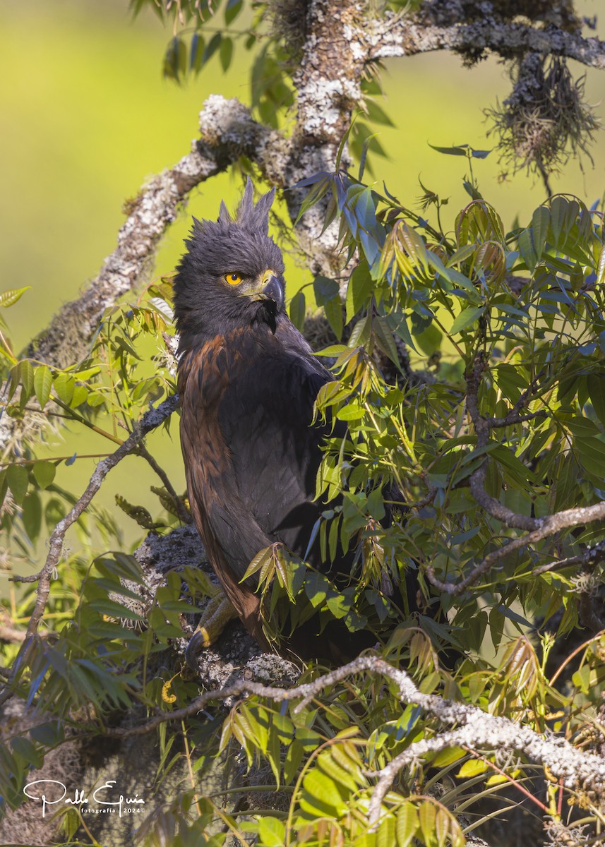 Black-and-chestnut Eagle - ML625103227