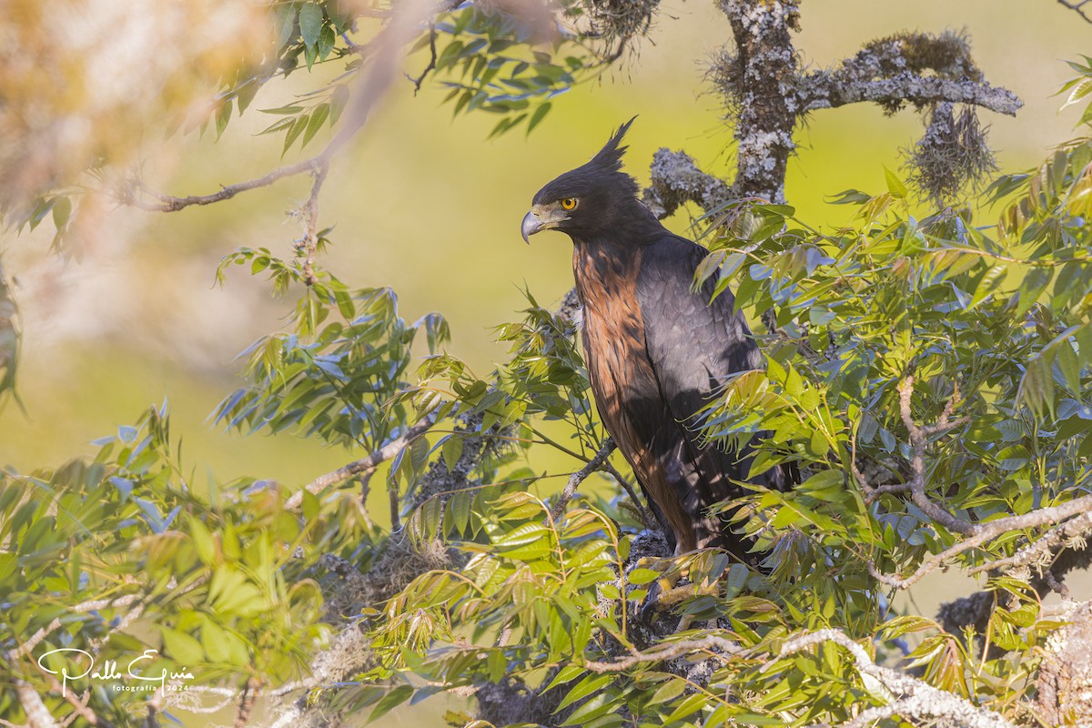 Black-and-chestnut Eagle - Pablo Eguia