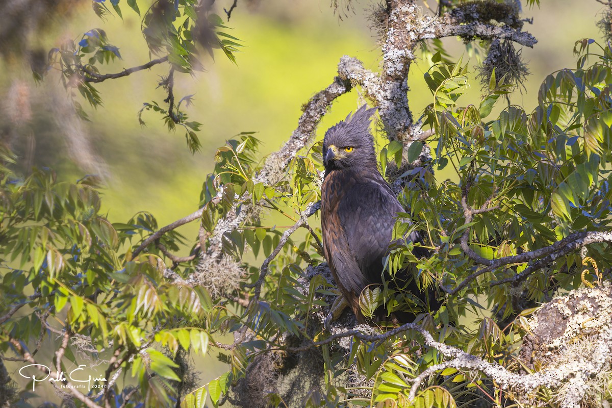 Black-and-chestnut Eagle - ML625103229