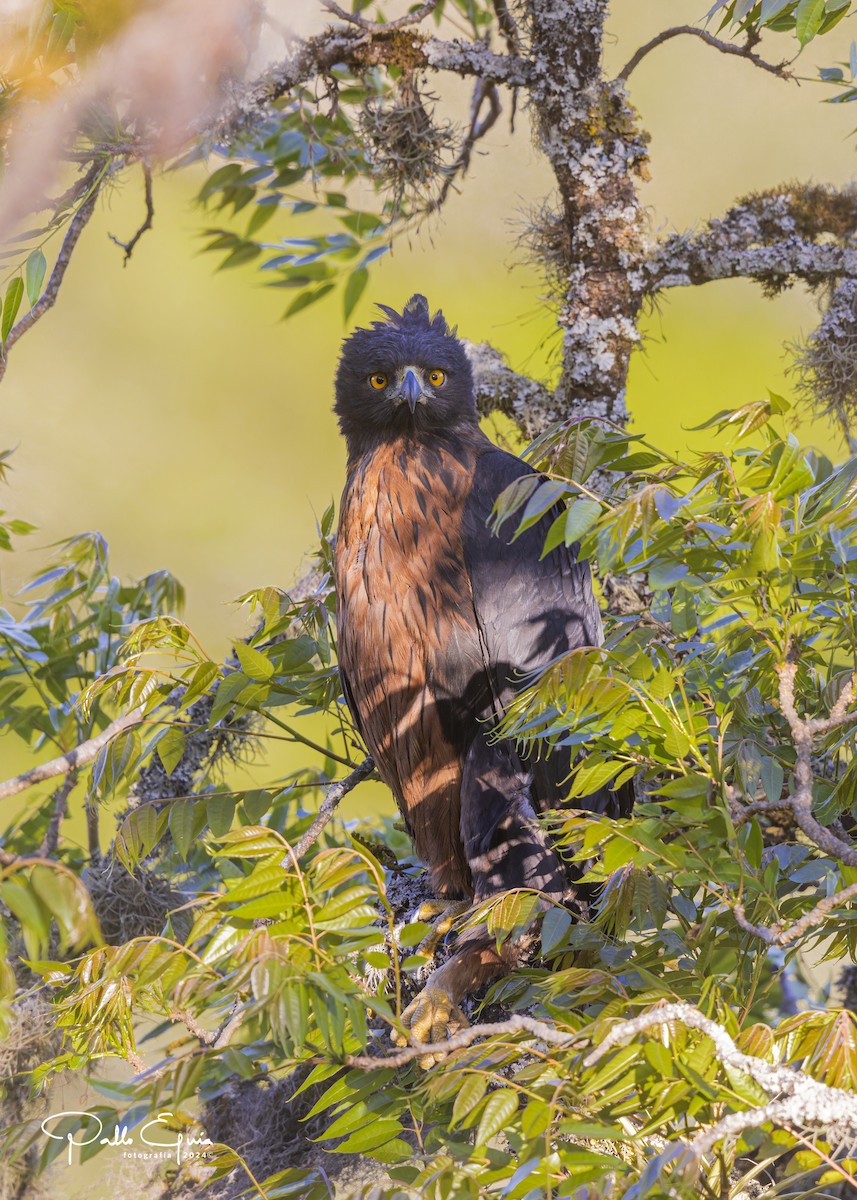 Black-and-chestnut Eagle - ML625103230