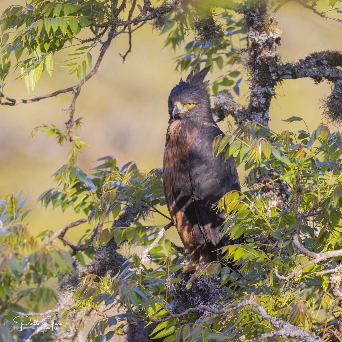 Black-and-chestnut Eagle - Pablo Eguia