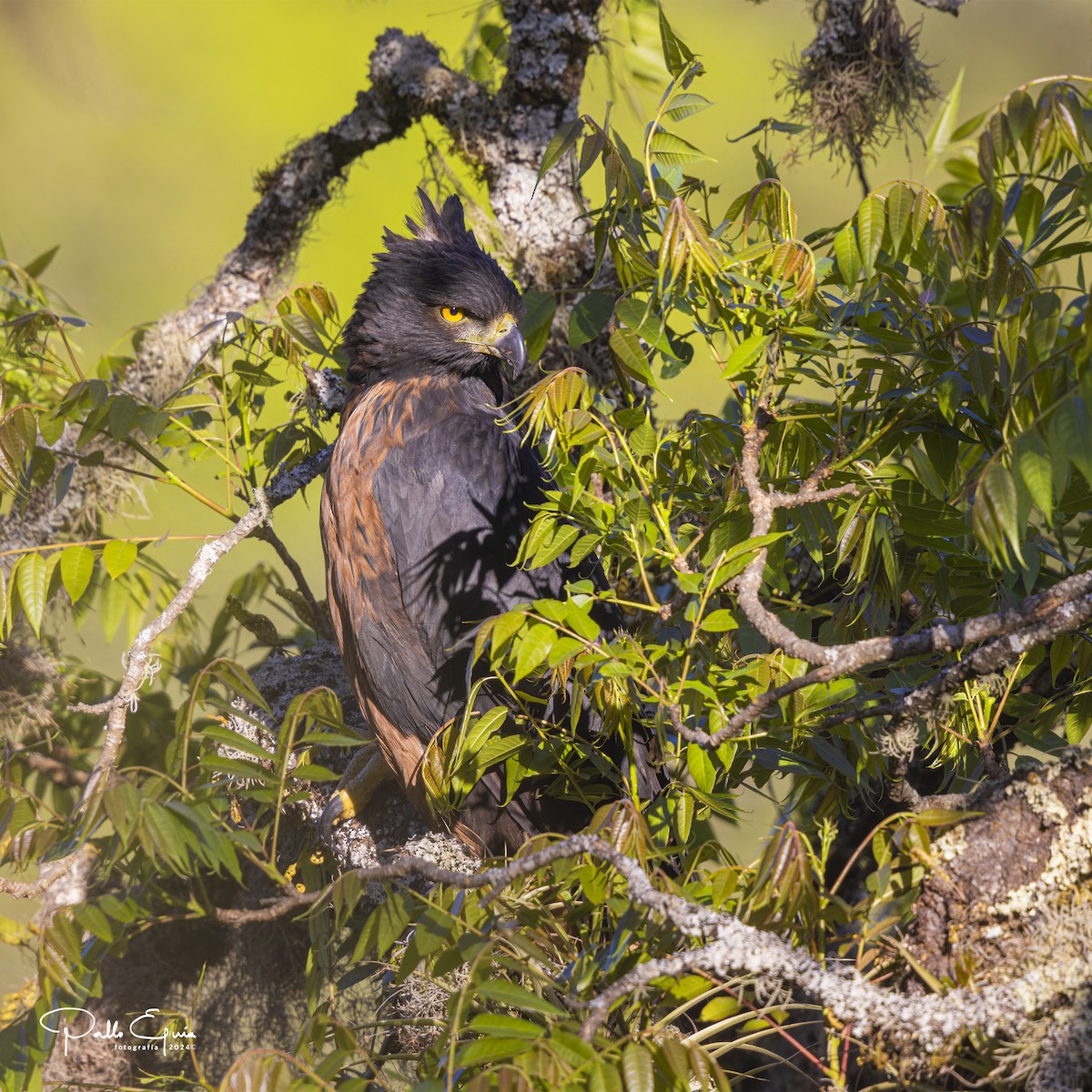 Black-and-chestnut Eagle - Pablo Eguia