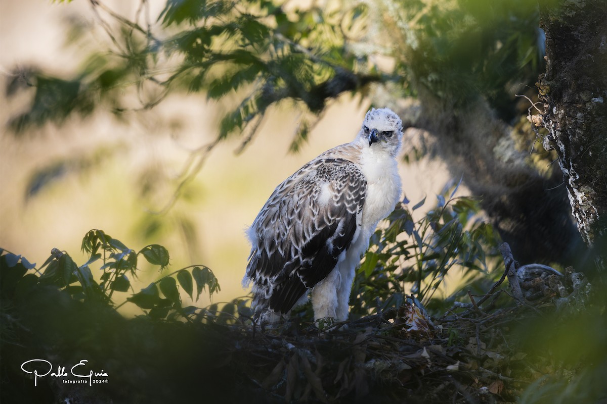 Black-and-chestnut Eagle - ML625103242