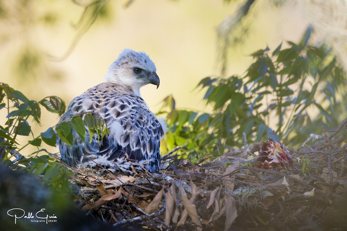 Black-and-chestnut Eagle - ML625103243