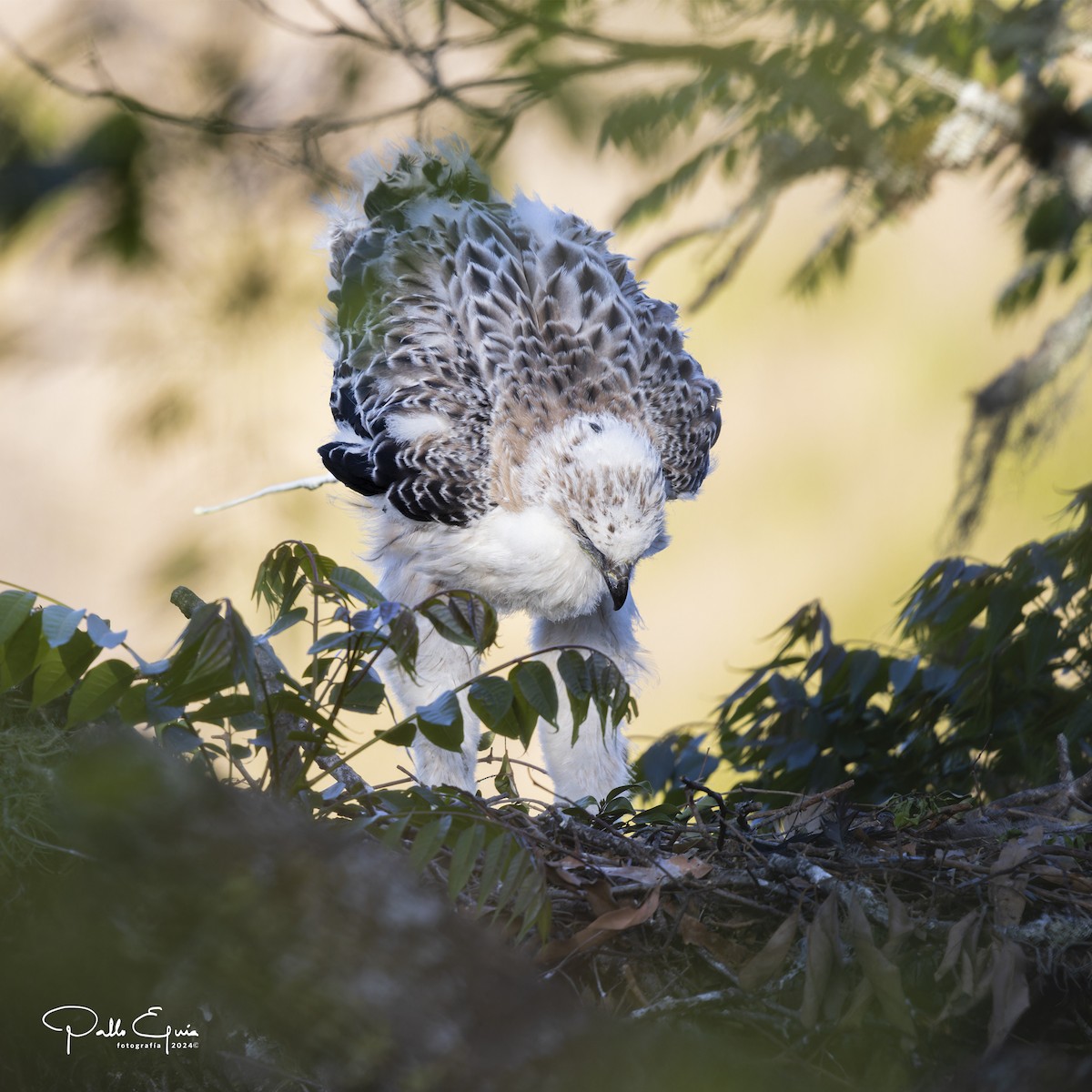 Black-and-chestnut Eagle - ML625103245