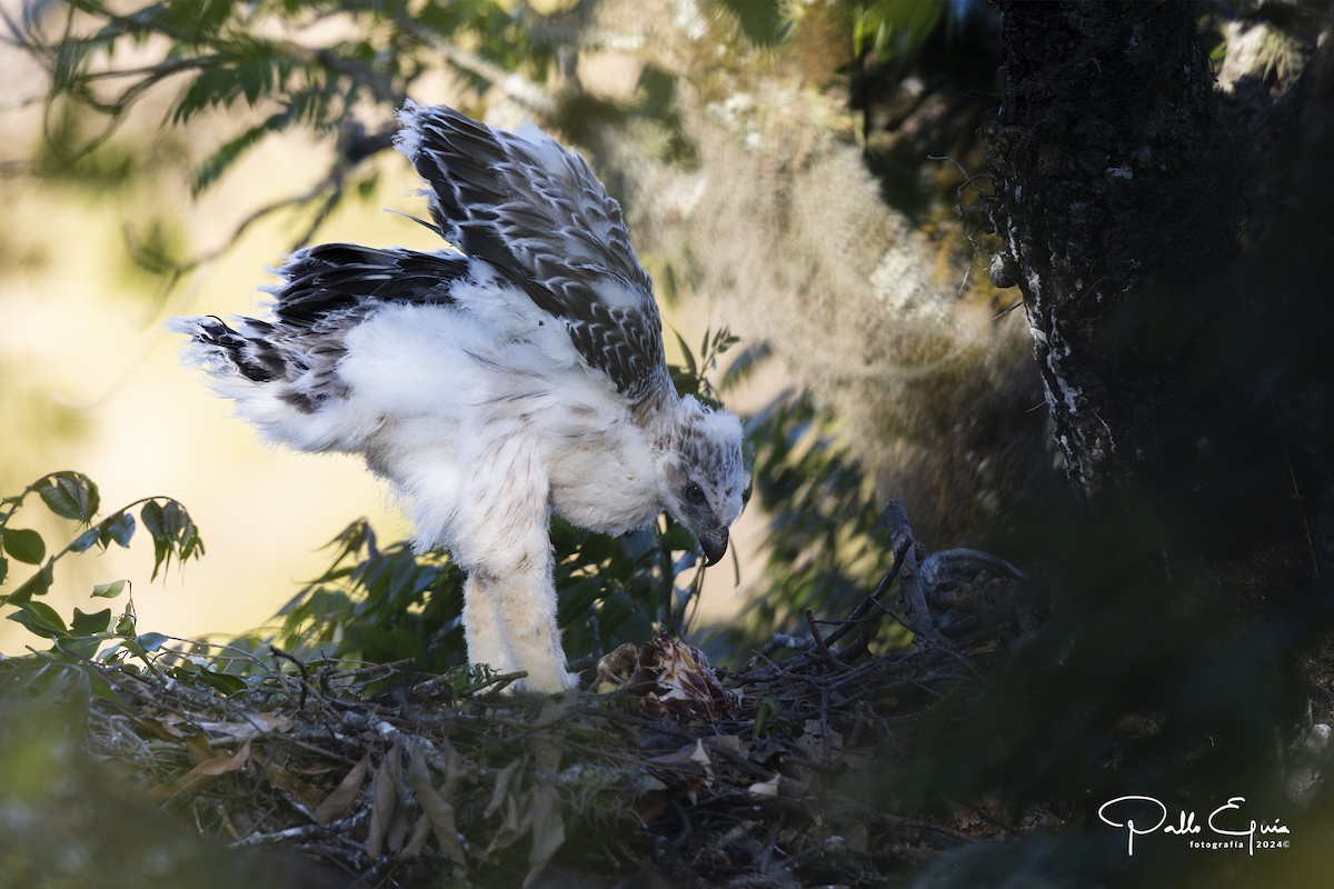 Black-and-chestnut Eagle - ML625103246