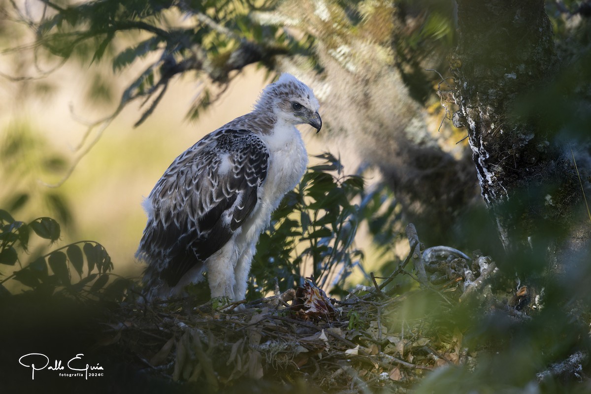 Black-and-chestnut Eagle - ML625103248