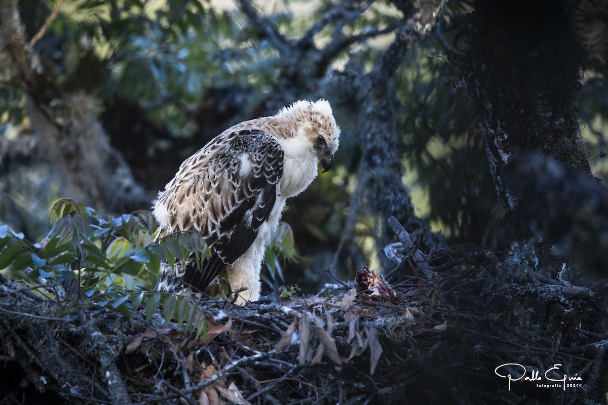 Black-and-chestnut Eagle - ML625103249