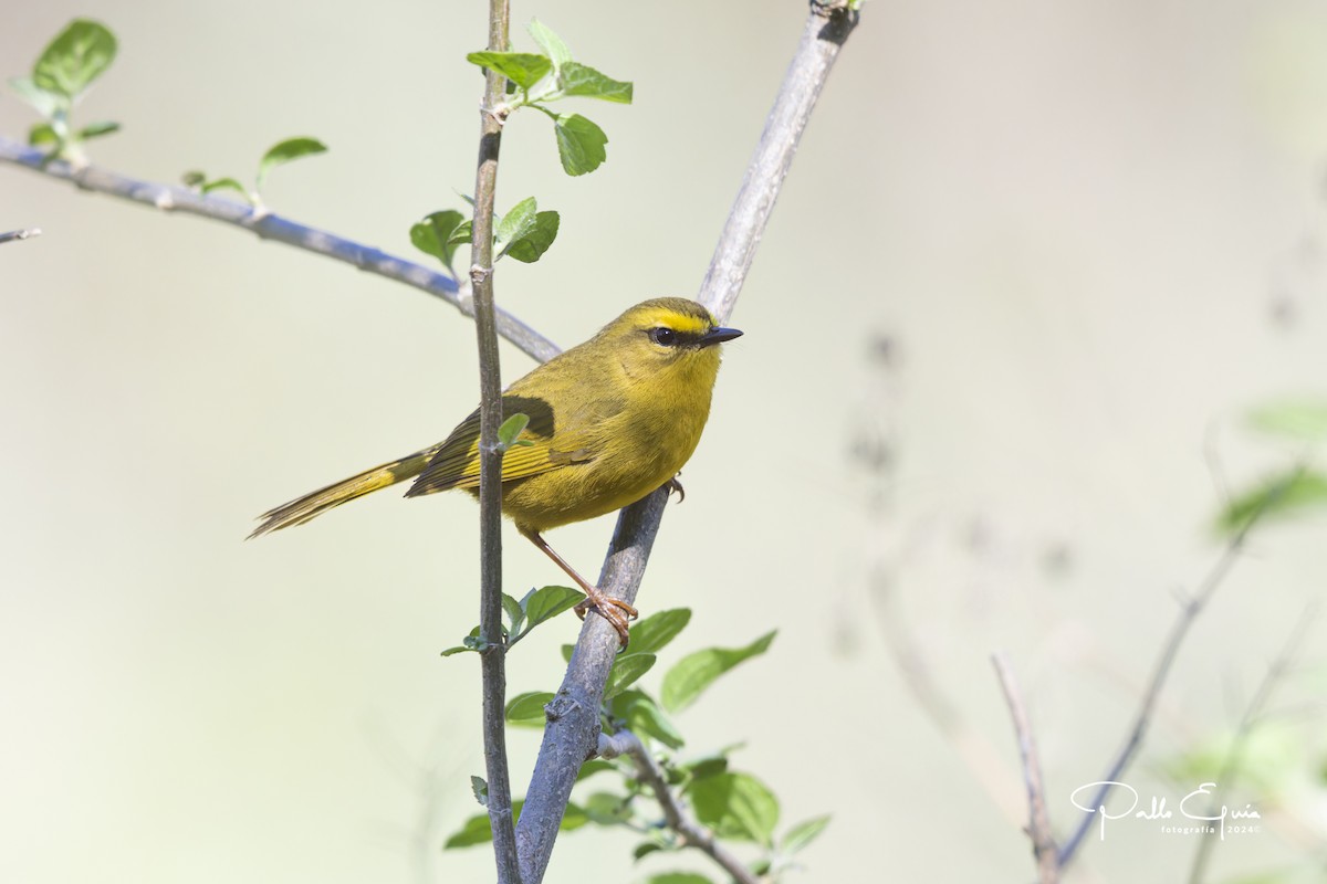 Pale-legged Warbler - ML625103334