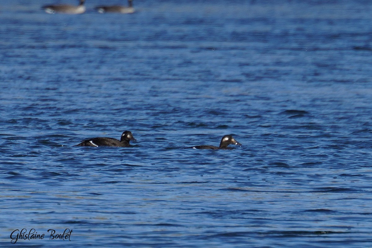 White-winged Scoter - ML625103357