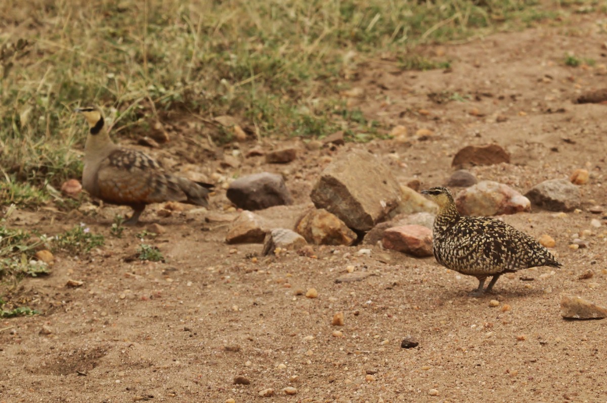 Yellow-throated Sandgrouse - ML625103381