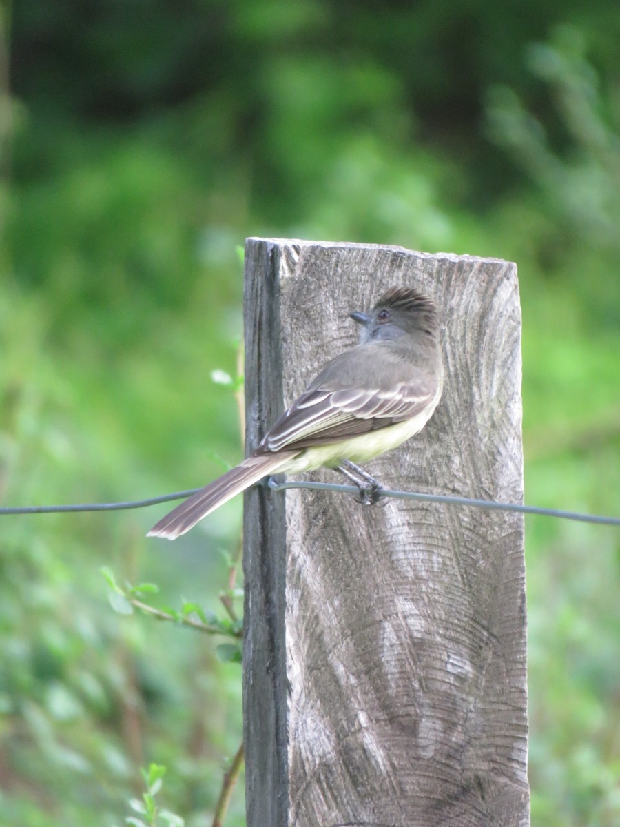 Apical Flycatcher - ML625103385