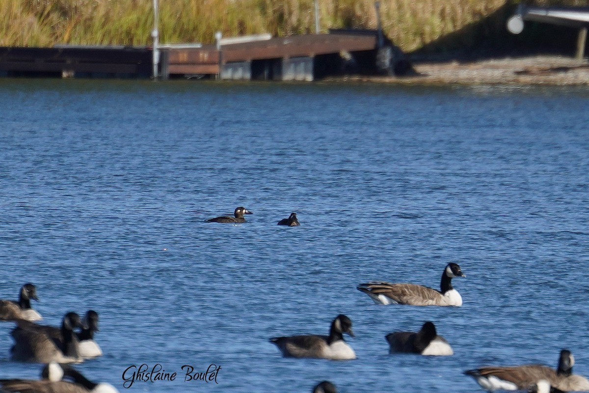 Surf Scoter - ML625103393
