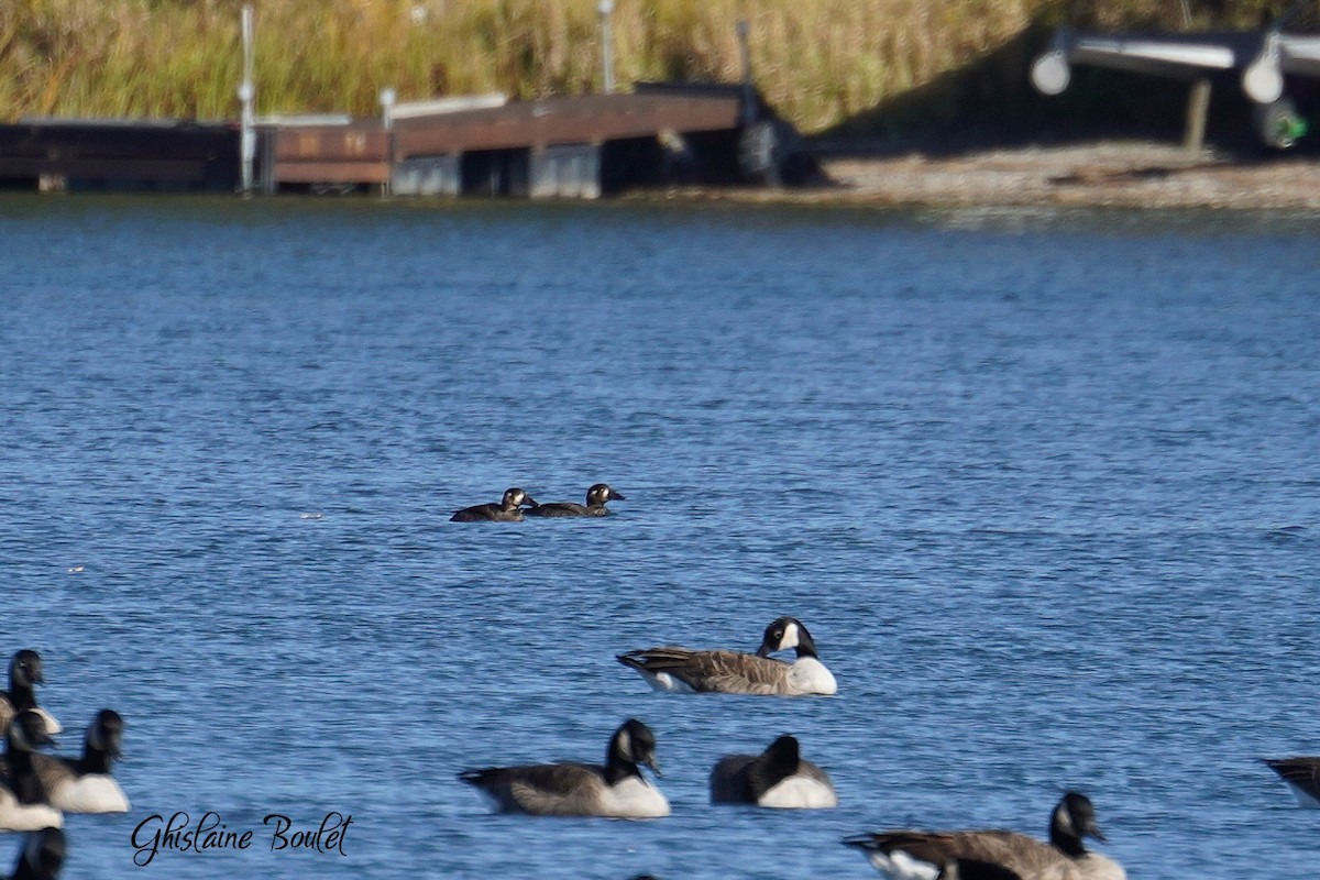 Surf Scoter - ML625103394