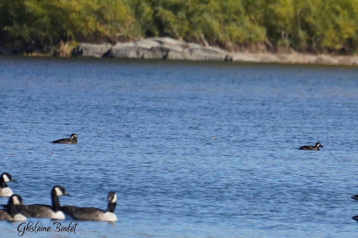 Surf Scoter - ML625103395